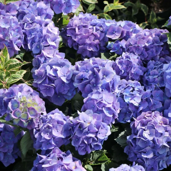 Hydrangea 'Renate Steiniger'